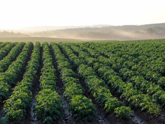 Агротехнический план выращивания овощных культур: особенности, технология и отзывы