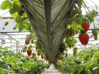 Агротехнический план выращивания овощных культур: особенности, технология и отзывы
