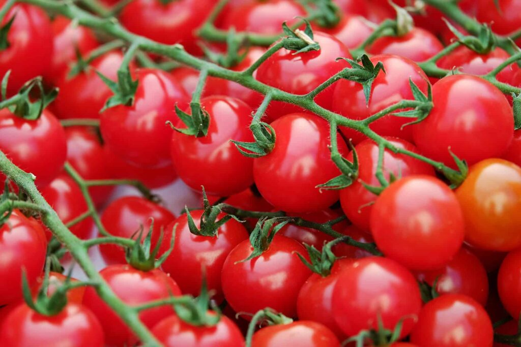 Produktivita rajčat ve skleníku na 1 metr čtvereční
